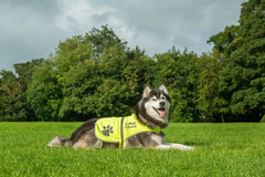 4LegsFriend safety vest on dog during a dusk walk highlighting adjustable straps