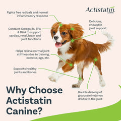 Actistatin joint support ingredients graphic emphasizes Type-II collagen and L-Carnitine for mobility.