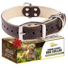 ADITYNA heavy-duty leather dog collar in black with padded comfort for everyday walking.