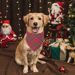 ADOGGYGO green plaid dog bandana with tassels enhances festive daily walks.