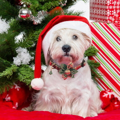 ADOGGYGO Christmas dog collar with green floral accent for everyday wear