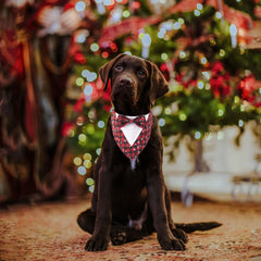 ADOGGYGO red plaid motif detail highlighting festive Christmas style