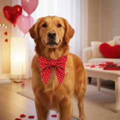 ADOGGYGO collar Valentín con ajuste para talla grande, cómodo y seguro