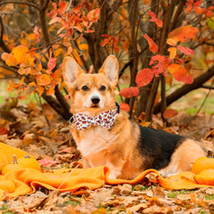 ADOGGYGO detachable bowtie on collar for easy clean and style changes.