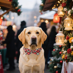 ADOGGYGO detachable bowtie on collar for versatile festive styling
