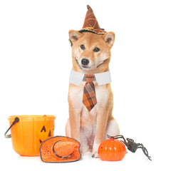ADOGGYGO orange plaid necktie collar, soft breathable fabric keeps dogs comfortable all day.
