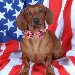 ADOGGYGO patriotic collar with star-pattern adds holiday style