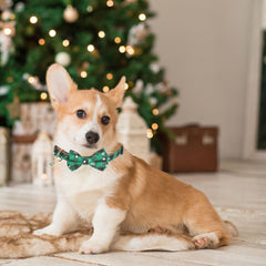 ADOGGYGO removable bowtie collar offers cute fashion with quick changes