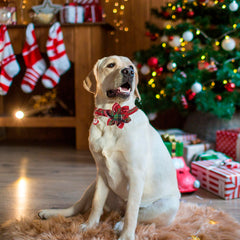 ADOGGYGO removable floral accessory on collar for easy mix-and-match holiday styling.