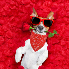 ADOGGYGO white heart bandana on dog, perfect for festive occasions