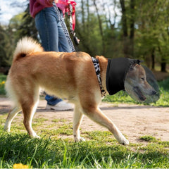 Aetherix Field Guard for Dogs nose protection from grass seeds and debris.