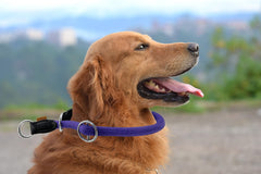 Aiminto braided round martingale collar on a dog demonstrating controlled tension with stop ring