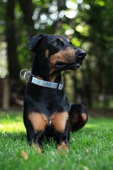 Aiminto Stripe Blue adjustable strap close-up shows custom fit for various breeds.