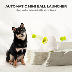 ALL FOR PAWS ball launcher with three included tennis balls.