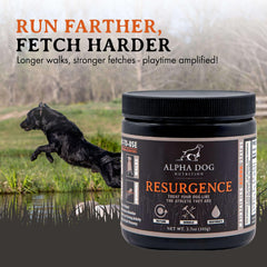 Alpha Dog Nutrition Resurgence dog hydration scene during playtime