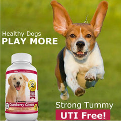 Amazing Cranberry for Dogs dog eating chews showing enjoyable texture and urinary wellness aid