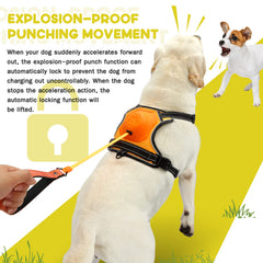AMORONE reflective dog harness at dusk enhancing visibility and safety during walks.