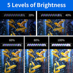AQUANEAT LED aquarium light demonstrates brightness control from 100% to 20%