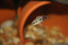 Aquatic Foods Inc. floating sinking powder feeding scene highlights flexible dosing for different fish.