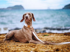 ARING PET adjustable collar ensures proper fit via neck measurements.