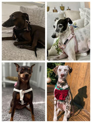 Aring Pet velvet harness adjustable strap demonstrates versatile sizing for a secure fit.
