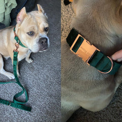 ARING PET collar hardware in rose gold elevates style with durable D-ring