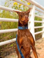 Aring Pet Velvet collar buckle detail shows secure stitching for long wear.