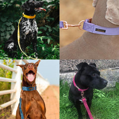 ARING PET velvet leash close-up highlights heavy-duty hardware and secure swivel clasp.