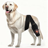 Arvion dog knee brace close-up showing adjustable strap for secure stability