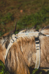 Asatre goat harness adjustment neck demonstrates a customizable fit for livestock.