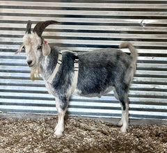 Asatre goat harness beige closeup shows fleece-lined comfort for goats.