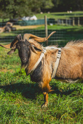 Asatre goat harness closeup fleece lining provides comfort for livestock.