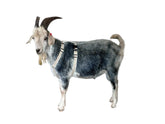 Asatre goat harness large on a buck ensures secure neck and girth fit.