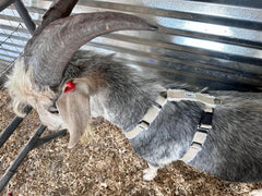 Asatre goat harness underbody strap demonstrates easy adjustment and stability.