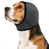 AuraPaw dog snood ear protectors grey on a small dog keeps ears clean and comfortable.