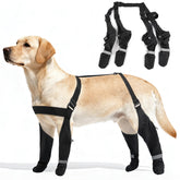 AuraPaw reflective dog shoes boost nighttime visibility during walks