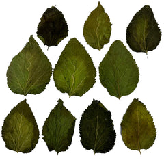 Awesome Aquatic Shrimp Combo Kit alder cones introduce tannins for habitat and biofilm development.