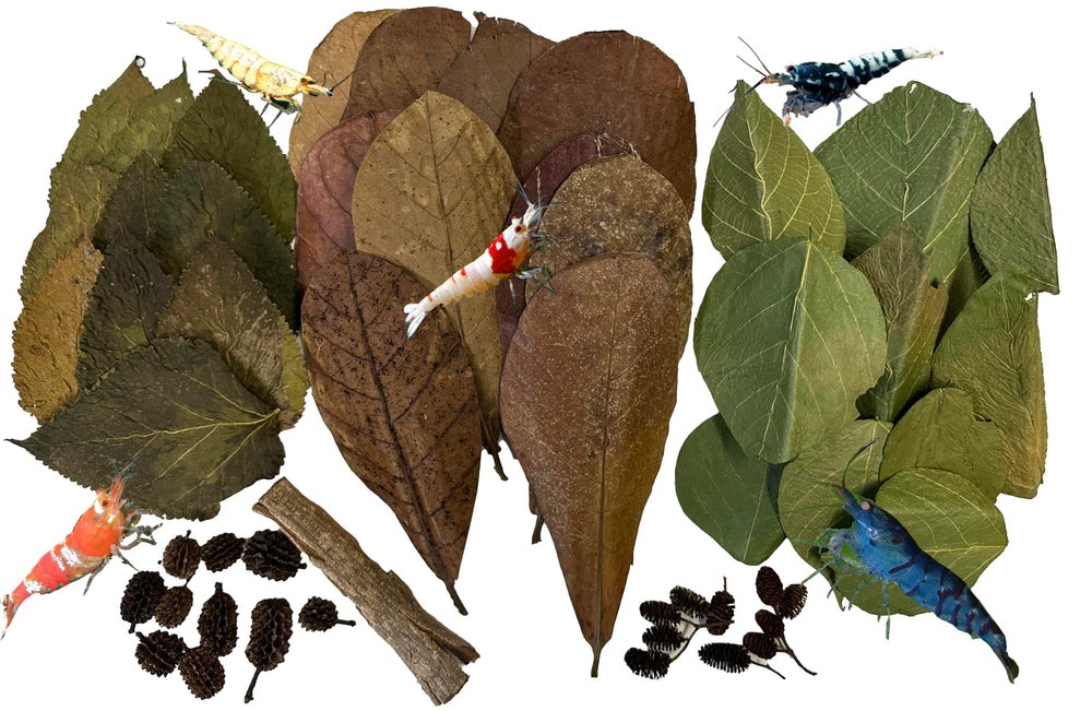 Awesome Aquatic Shrimp Combo Kit catappa leaves provide habitat and biofilm support for shrimp.