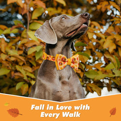 Azuza orange nylon collar with durable D-ring for secure leash