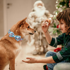 Babole Pet adjustable collar features a removable bow tie for versatile styling.