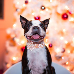 Babole Pet Christmas collar flower bow side view shows adjustable strap