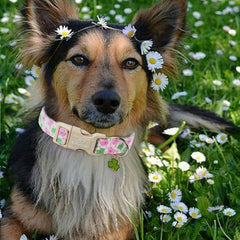 Babole Pet giant dog collar with Irish clover for durable daily wear