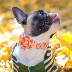 Babole Pet natural cotton collar detail shows skin-friendly fabric.