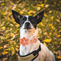 Babole Pet Thanksgiving orange red plaid collar on a dog for festive style.