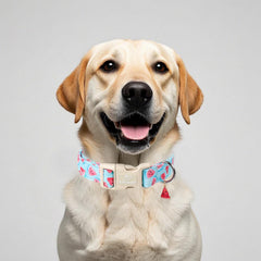 Babole Pet watermelon watercolor collar close-up showing vibrant summer style
