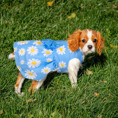 BAOBICUTE watermelon print dress keeps small dogs cool during warm afternoons.