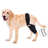 BaoGuai knee brace with side stabilizers supporting a dog's knee during activity for comfort and stability.
