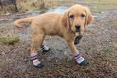 Bark Brite all-weather paw boots front view with snug neoprene fit for dogs.