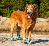Bark Brite all-weather paw boots turquoise large front view for enhanced traction