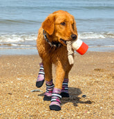 Bark Brite lavender paw boot front view shows breathable protection for hot pavement